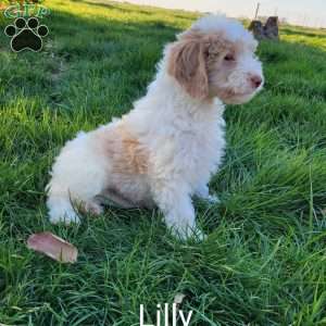 Lilly, Labradoodle Puppy