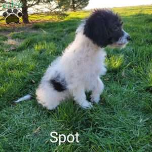Spot, Labradoodle Puppy