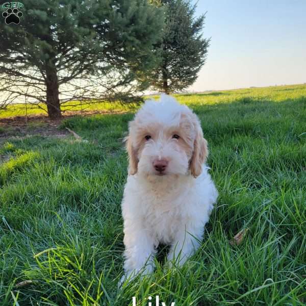 Lilly, Labradoodle Puppy