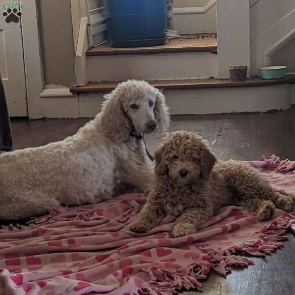 Simba, Standard Poodle Puppy