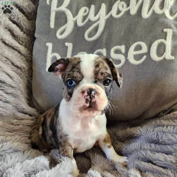 Tiny, Frenchton Puppy