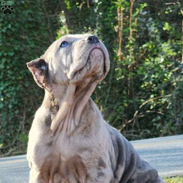 MISS COLLAGE, Cane Corso Puppy