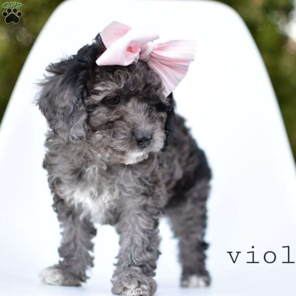 Violet, Cavapoo Puppy