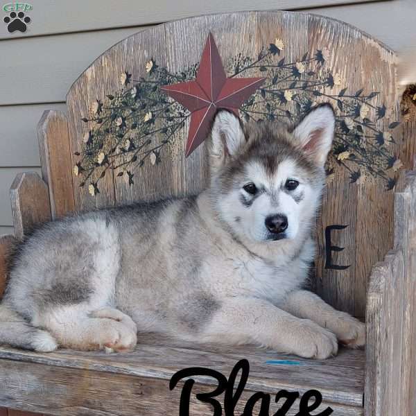 Blaze, Alaskan Malamute Puppy