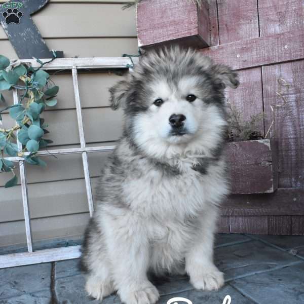 Baxter, Alaskan Malamute Puppy