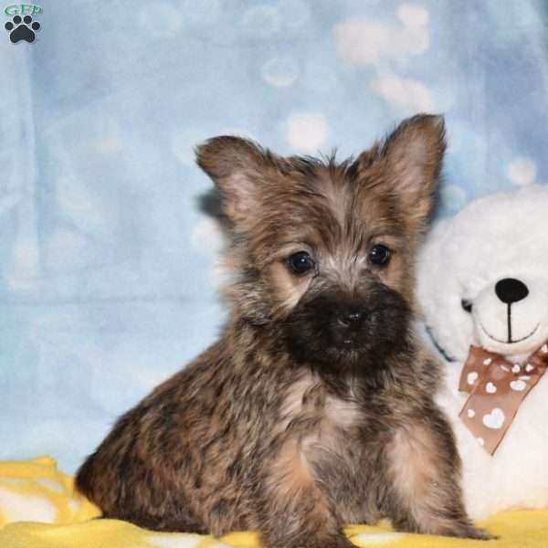 Dynamo, Cairn Terrier Puppy