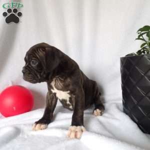 Lilly, Boxer Puppy
