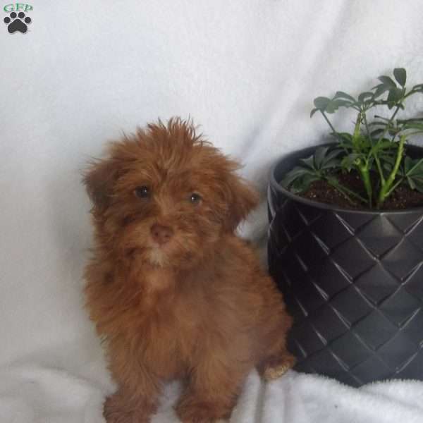 Teddy, Yorkie Poo Puppy