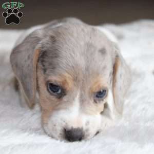 Merle beagle best sale puppies for sale