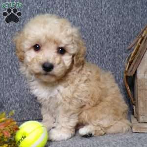 Bichpoo puppies sales