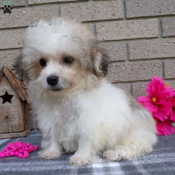 Princess, Havanese Puppy