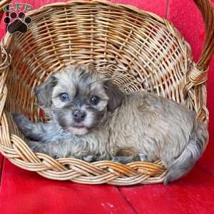 Archie, Havanese Puppy