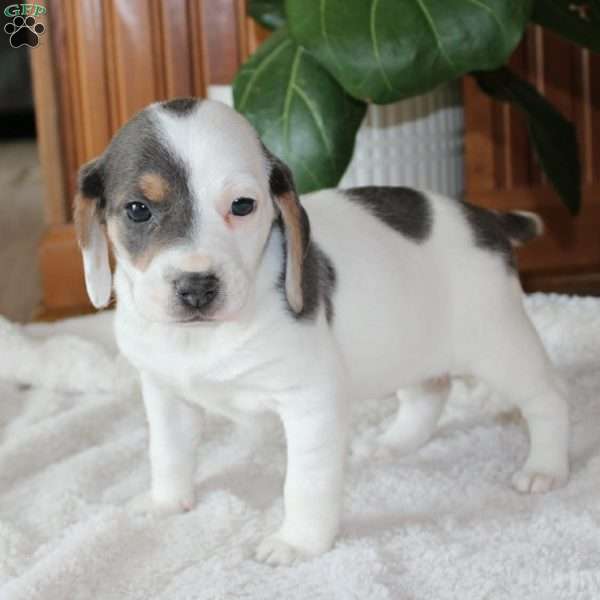 Zoe, Beagle Puppy