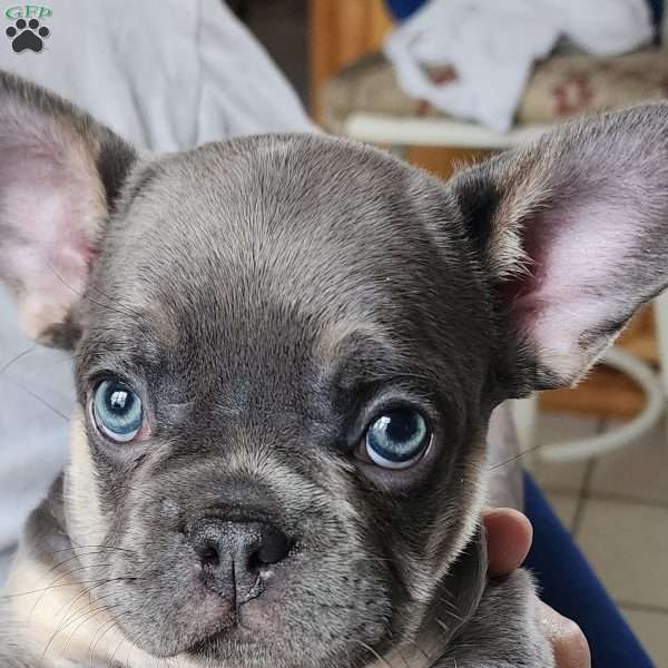 Romeo, French Bulldog Puppy
