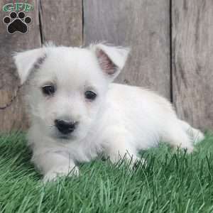 Poppy, West Highland Terrier Puppy