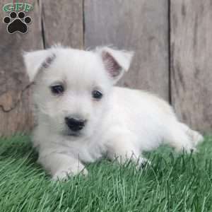 Poppy, West Highland Terrier Puppy