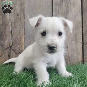 Kosmo, West Highland Terrier Puppy