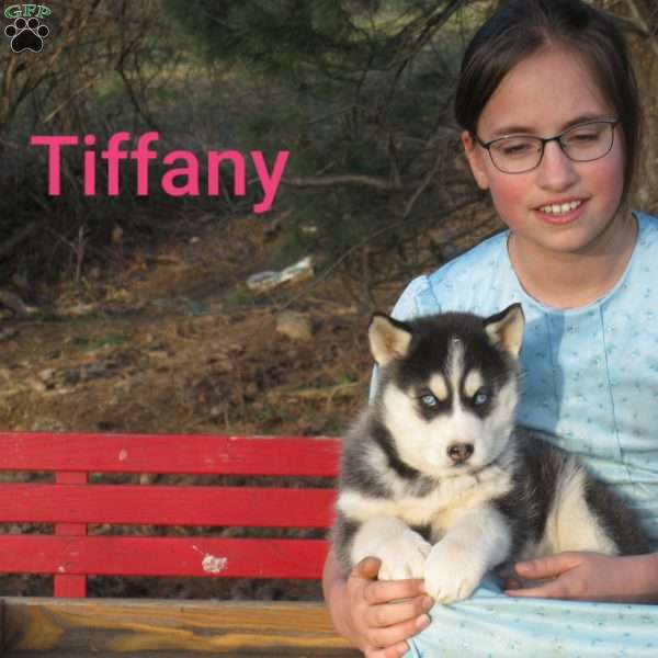 Tiffany, Siberian Husky Puppy