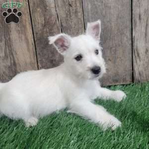 Kosmo, West Highland Terrier Puppy