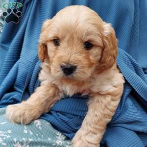 Bentley, Mini Goldendoodle Puppy