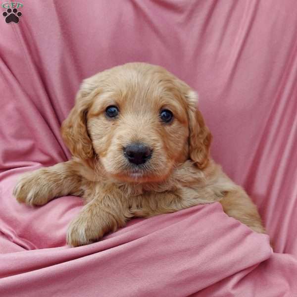 Becca, Mini Goldendoodle Puppy