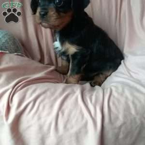 snickers, Cavalier King Charles Spaniel Puppy