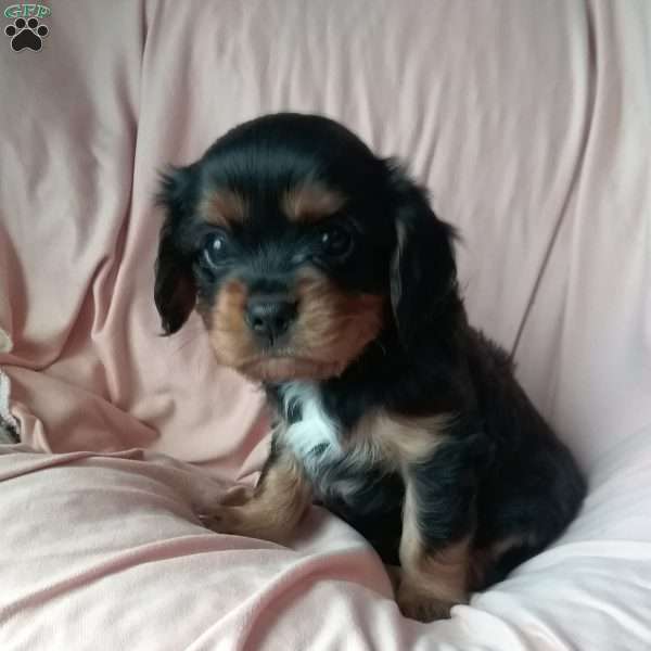 snickers, Cavalier King Charles Spaniel Puppy