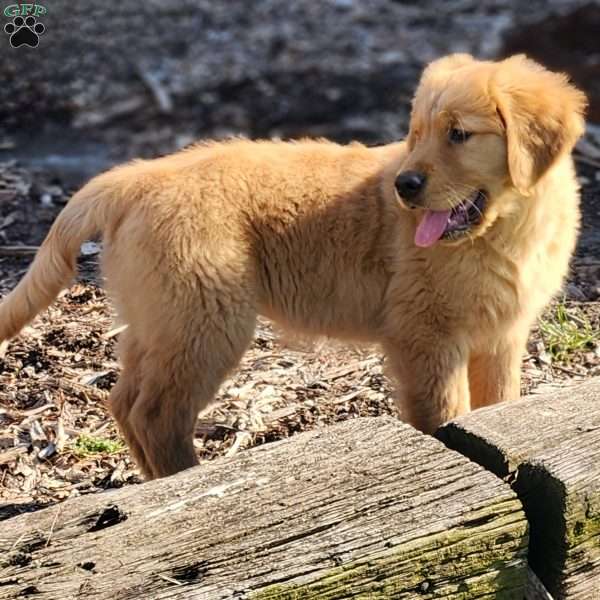 Mack, Golden Retriever Puppy