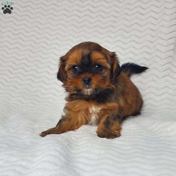 Candy, Shorkie Puppy
