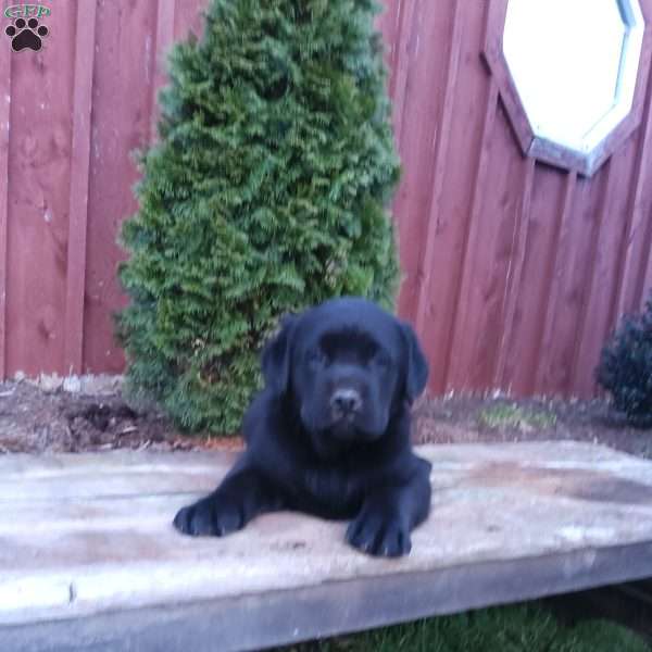 Samson, Black Labrador Retriever Puppy