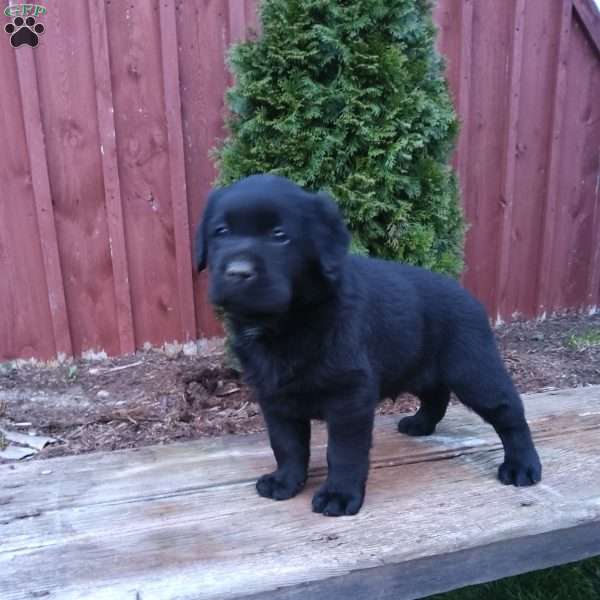 Sonny, Black Labrador Retriever Puppy