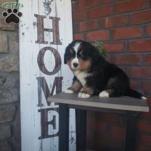 Archie, Bernese Mountain Dog Puppy