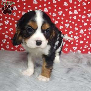 Brody, Cavalier King Charles Spaniel Puppy