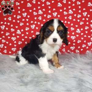 Brody, Cavalier King Charles Spaniel Puppy