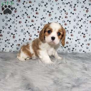Carly, Cavalier King Charles Spaniel Puppy