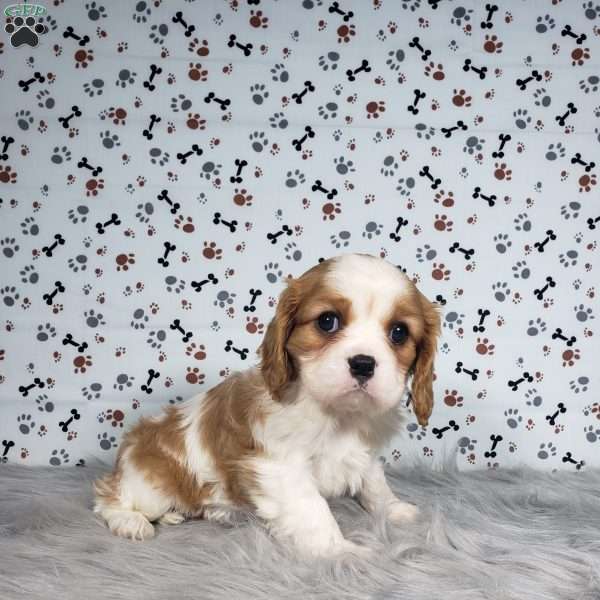 Carly, Cavalier King Charles Spaniel Puppy