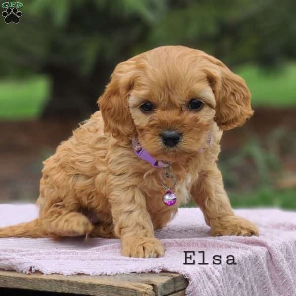 Elsa, Cavapoo Puppy