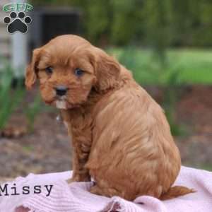 Missy, Cavapoo Puppy