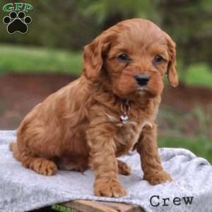 Crew, Cavapoo Puppy