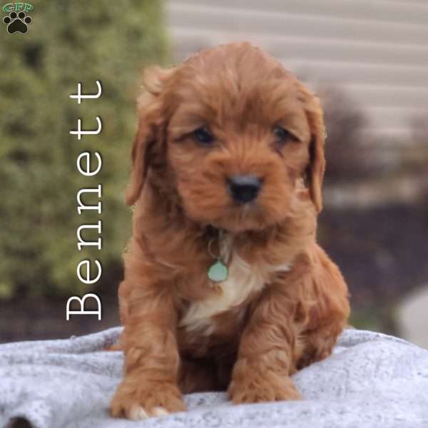 Bennett, Cavapoo Puppy