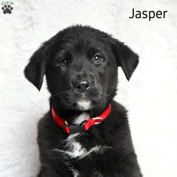 Jasper, Golden Shepherd Puppy