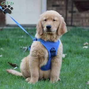 Tucker, Golden Retriever Puppy