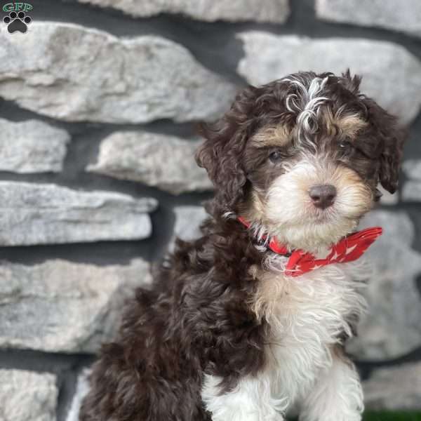 Chance, Mini Bernedoodle Puppy