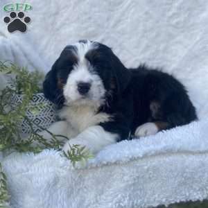Shadow, Bernedoodle Puppy