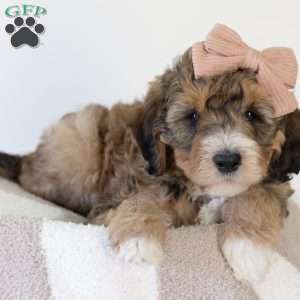 Willow, Bernedoodle Puppy
