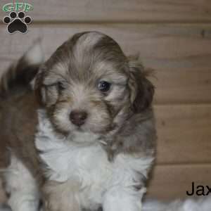 Jax, Havanese Puppy