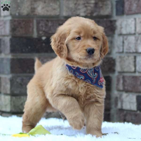 Bolt, Golden Retriever Puppy