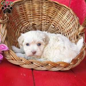 Abby, Havanese Puppy