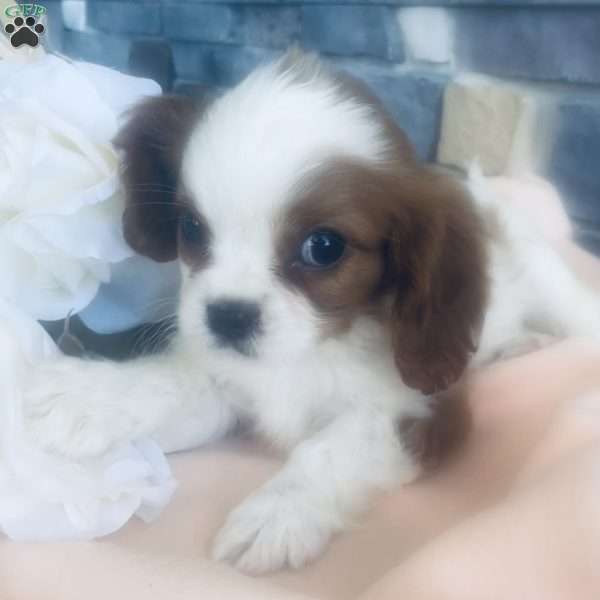 Rory, Cavalier King Charles Spaniel Puppy