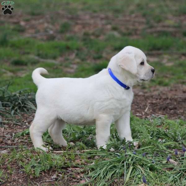 Scout, Yellow Labrador Retriever Puppy